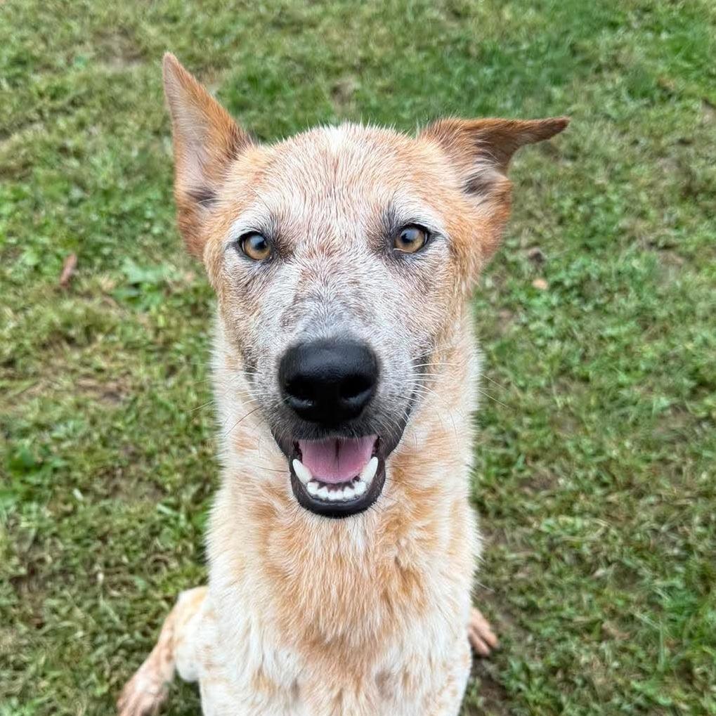 Wade, Adoptable, Young Male Cattle Dog.