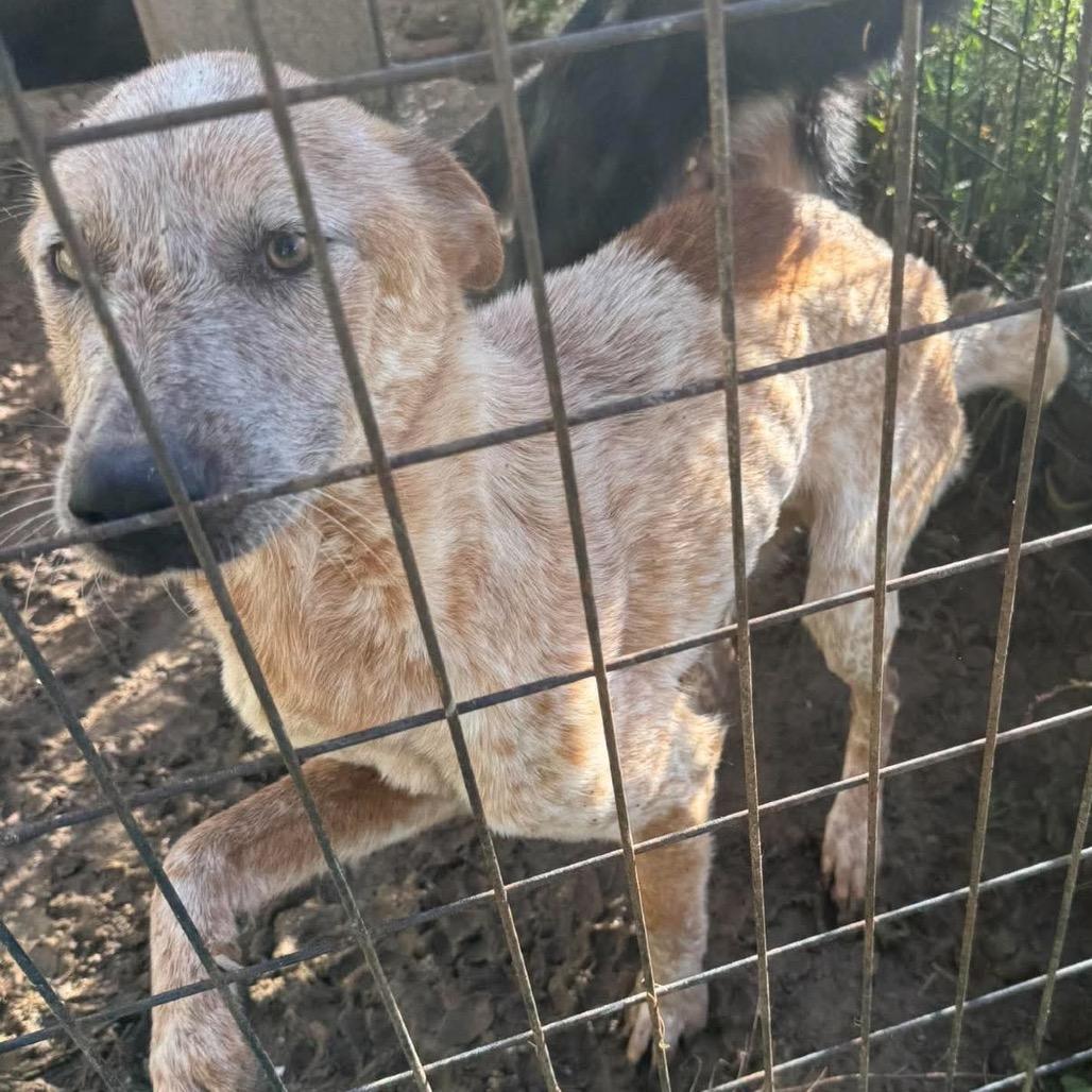Enlarge Wade, a Adoptable Cattle Dog in Shinnston, WV image 2/2