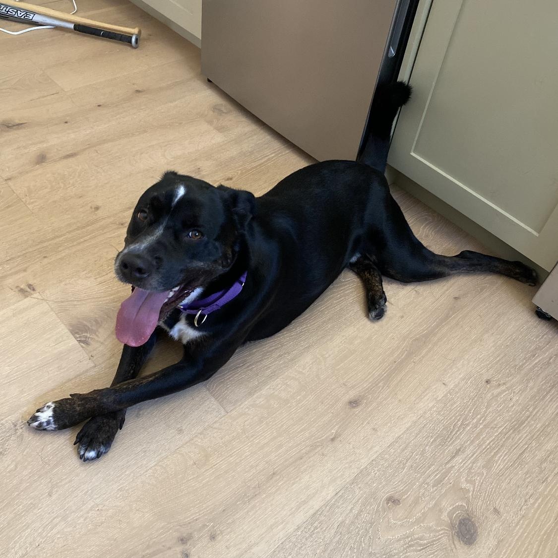 Reggie, ADOPTABLE, Adult Male Black Labrador Retriever & Mastiff.