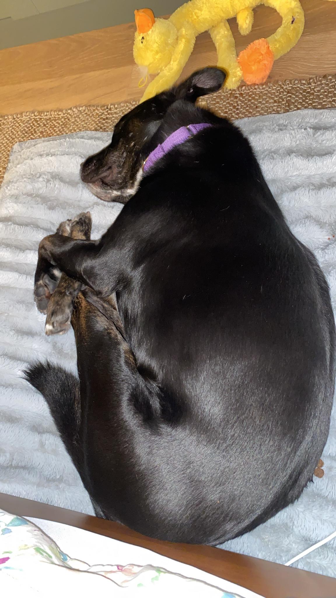 Enlarge Reggie, a ADOPTABLE mixed breed in West Hollywood, CA image 3/6