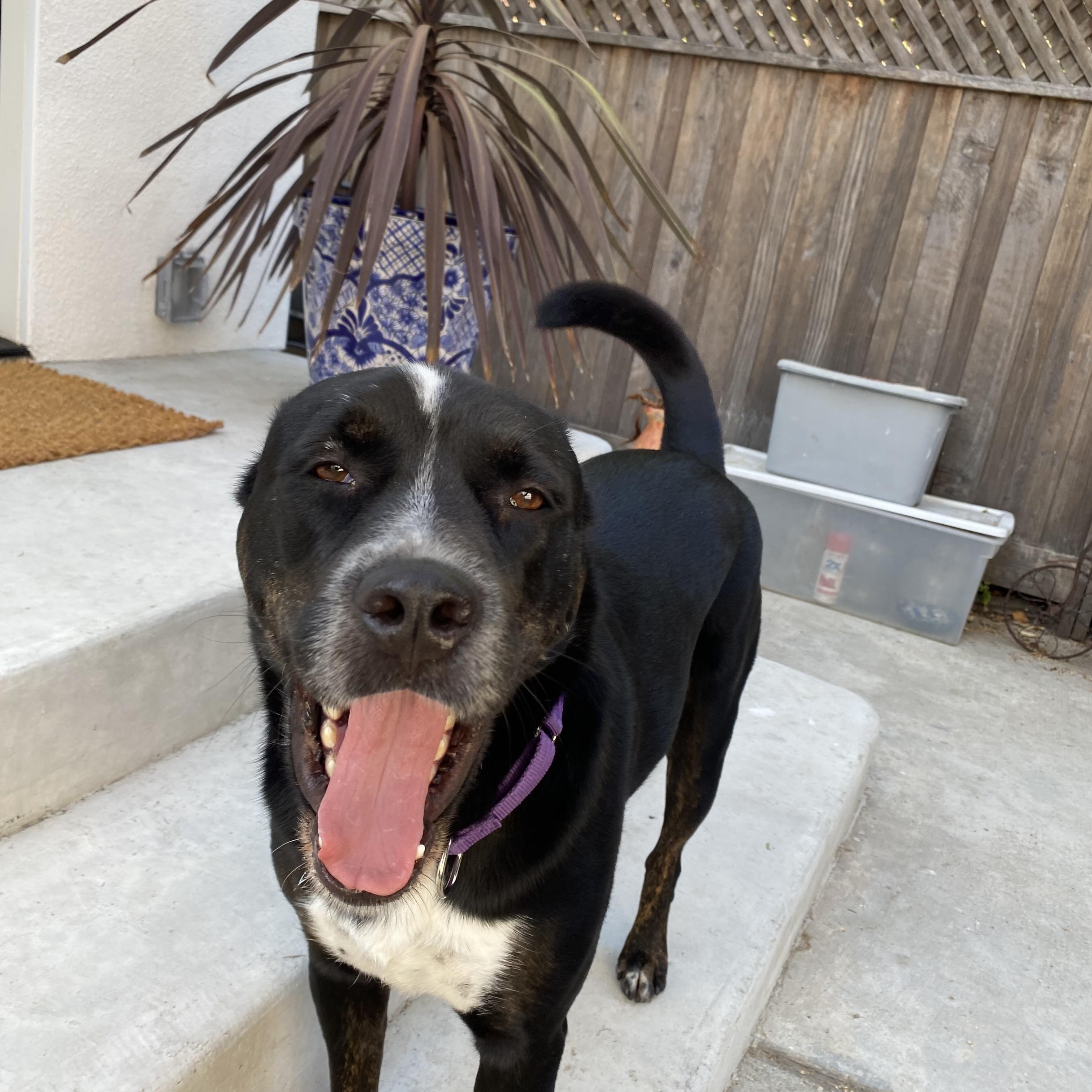Enlarge Reggie, a ADOPTABLE mixed breed in West Hollywood, CA image 4/6
