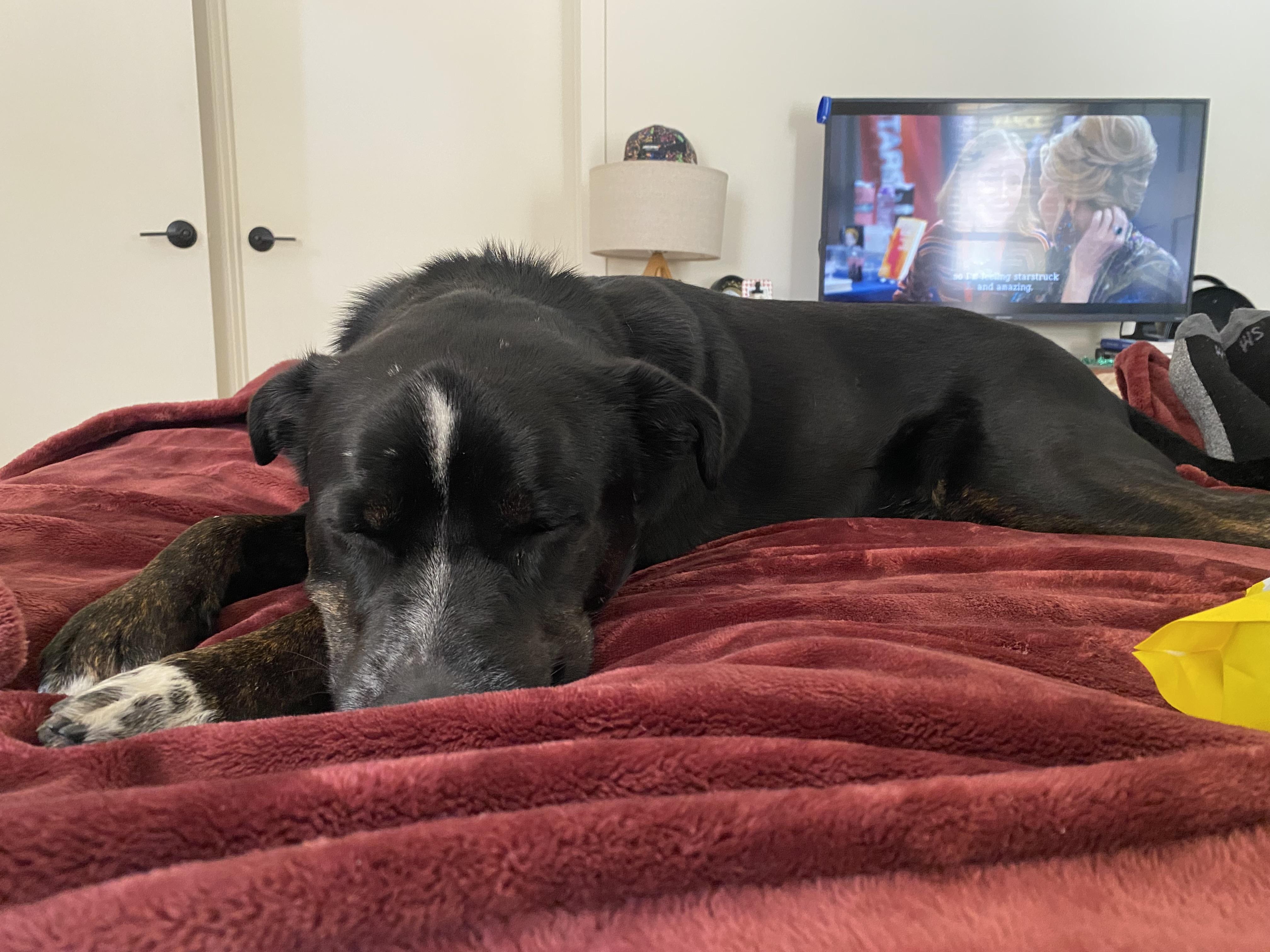 Enlarge Reggie, a ADOPTABLE mixed breed in West Hollywood, CA image 2/6