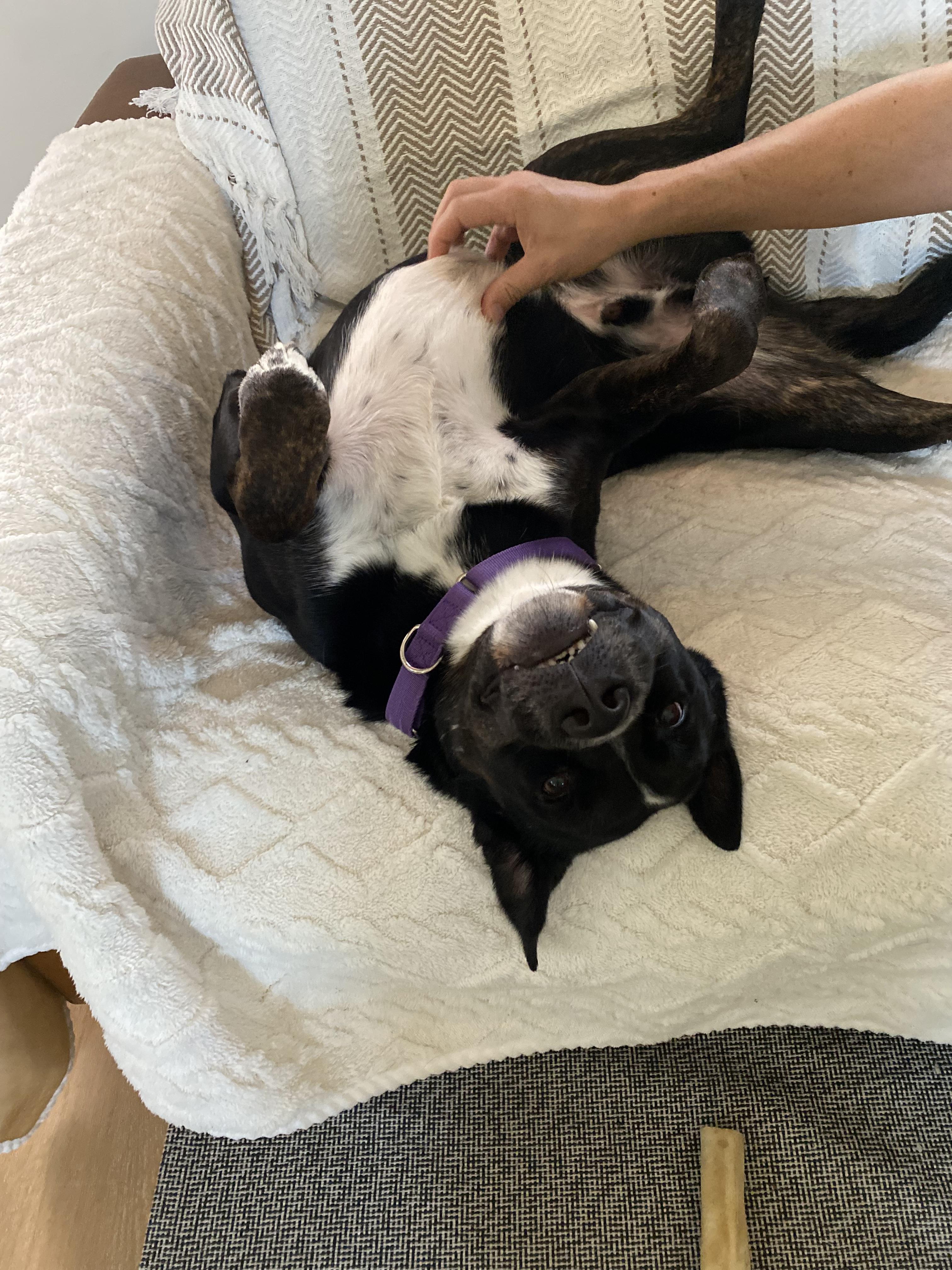 Enlarge Reggie, a ADOPTABLE mixed breed in West Hollywood, CA image 6/6