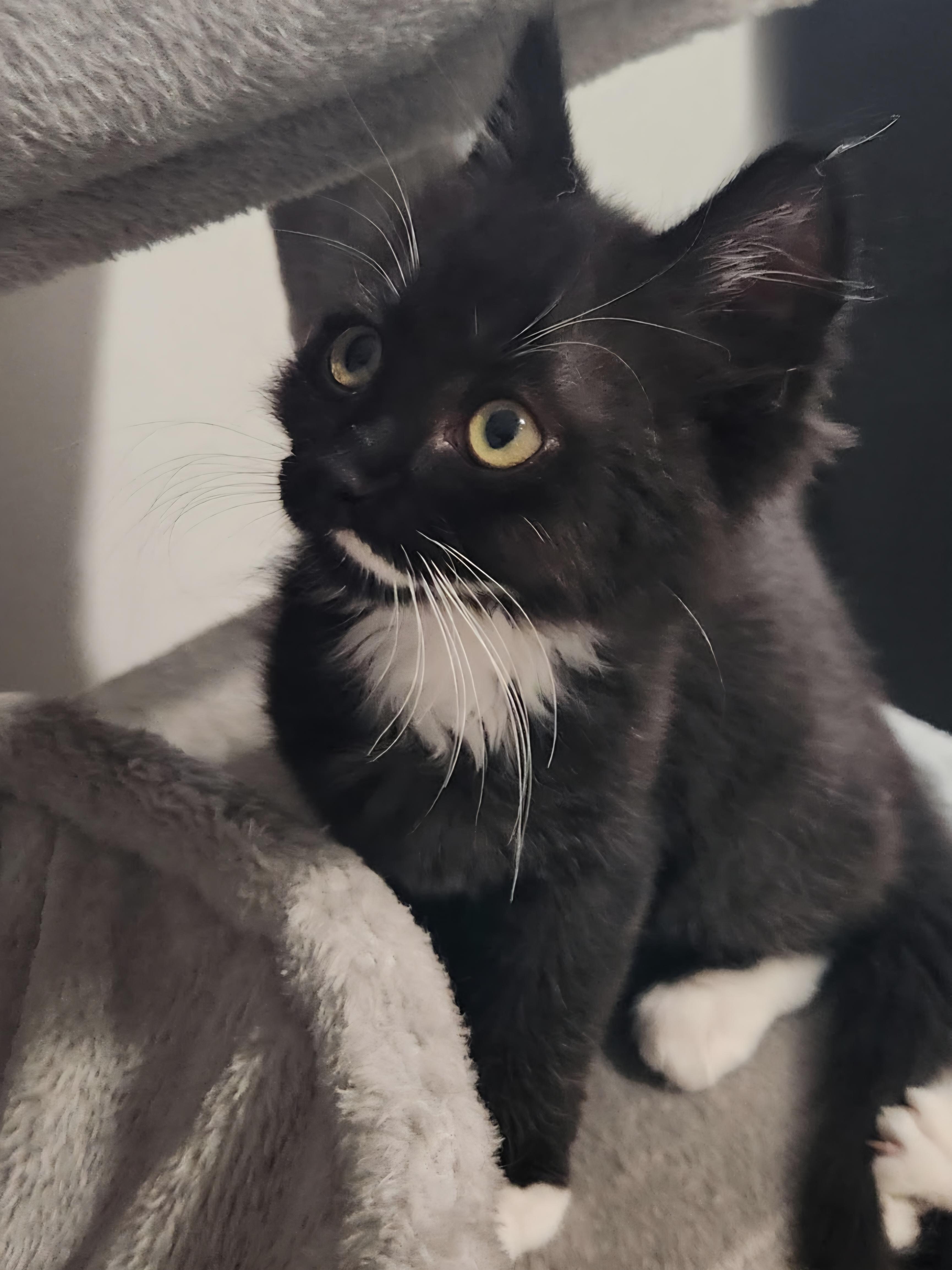 Mangle, a Adopted Domestic Short Hair in Kamloops, BC image 4/6