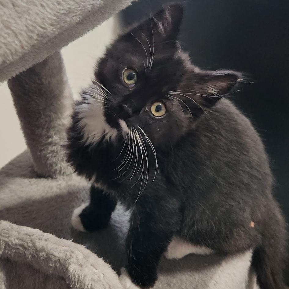 Mangle, a Adopted Domestic Short Hair in Kamloops, BC image 5/6