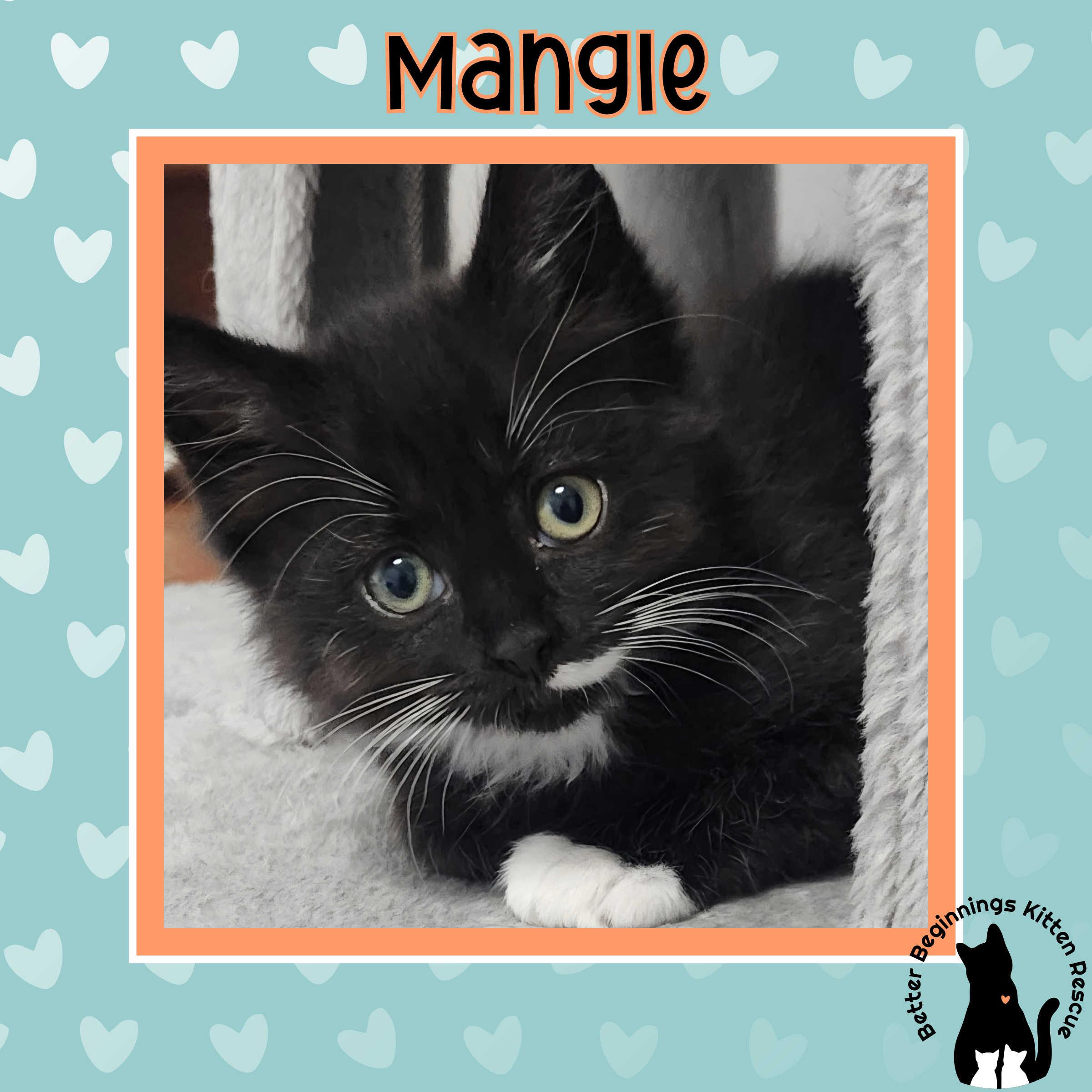 Mangle, a Adopted Domestic Short Hair in Kamloops, BC image 6/6