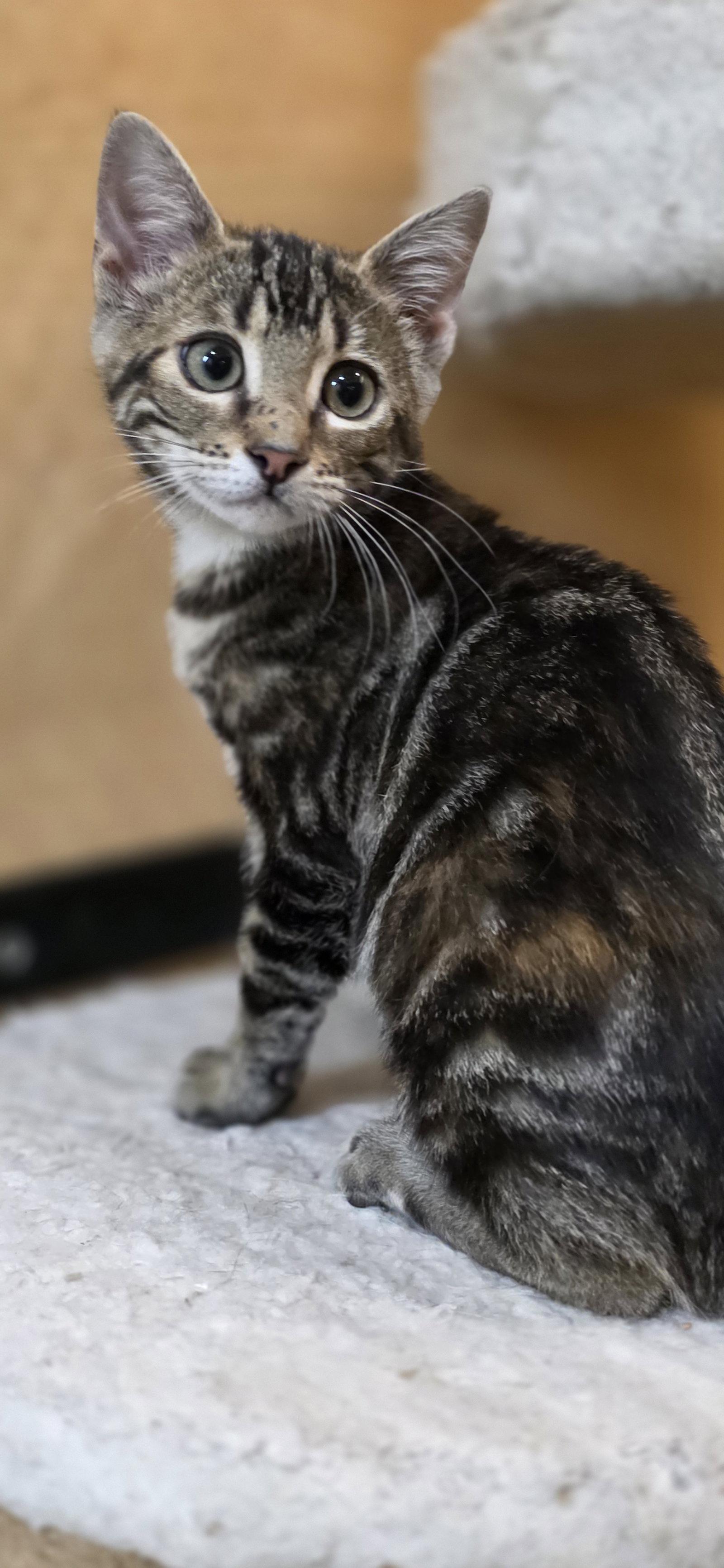 Cathy, Adopted, Kitten Female Domestic Short Hair.
