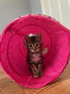 Enlarge Cathy, a Adopted Domestic Short Hair in Rowlett, TX image 2/2