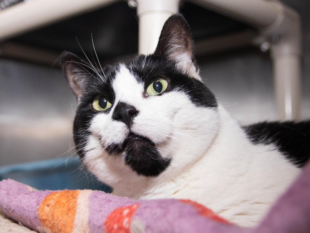 Enlarge Zuka, a Adoptable mixed breed in Lansing, KS image 2/2