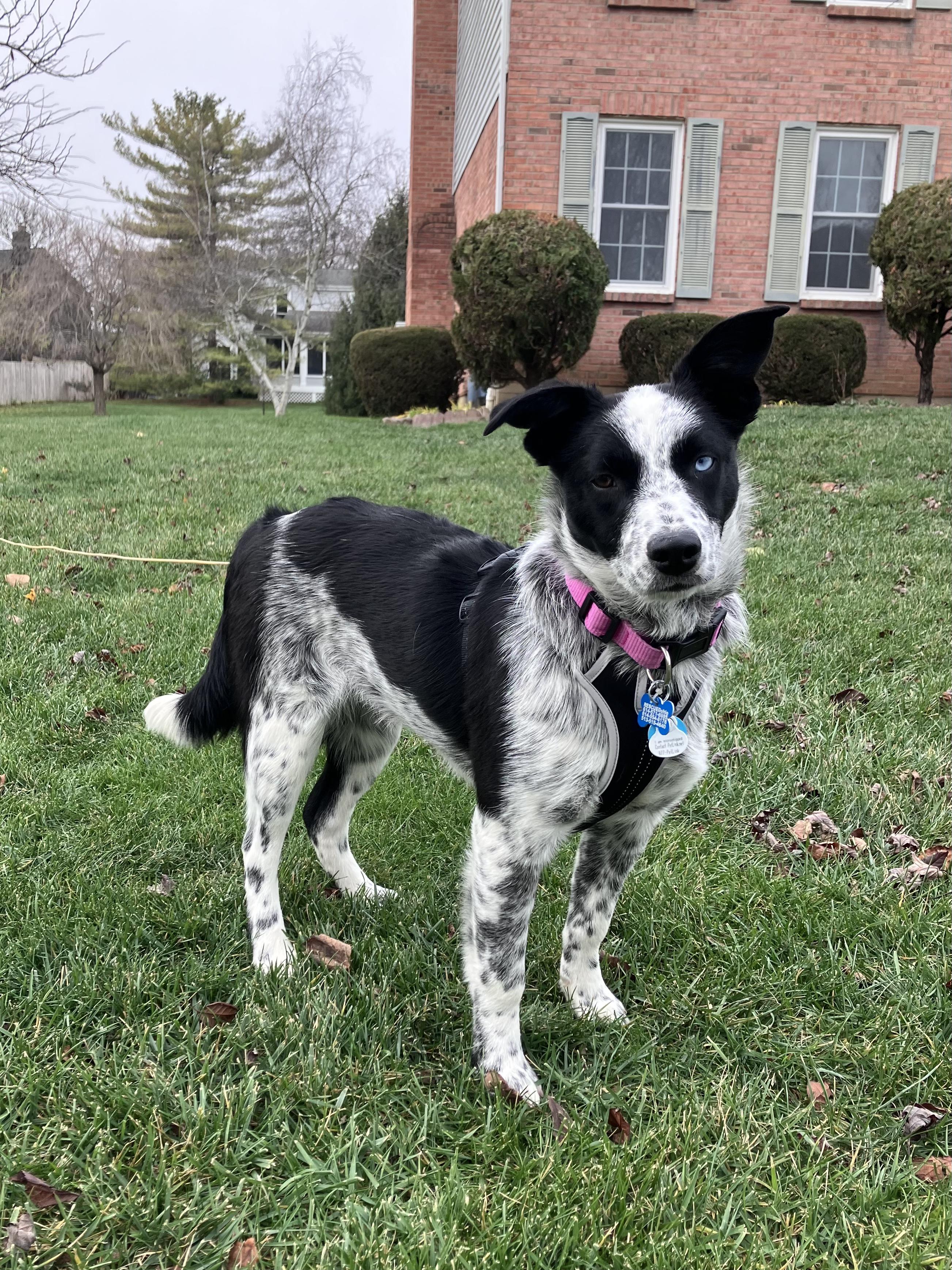 Pixel, a Adoptable mixed breed in New Albany, OH image 1/5
