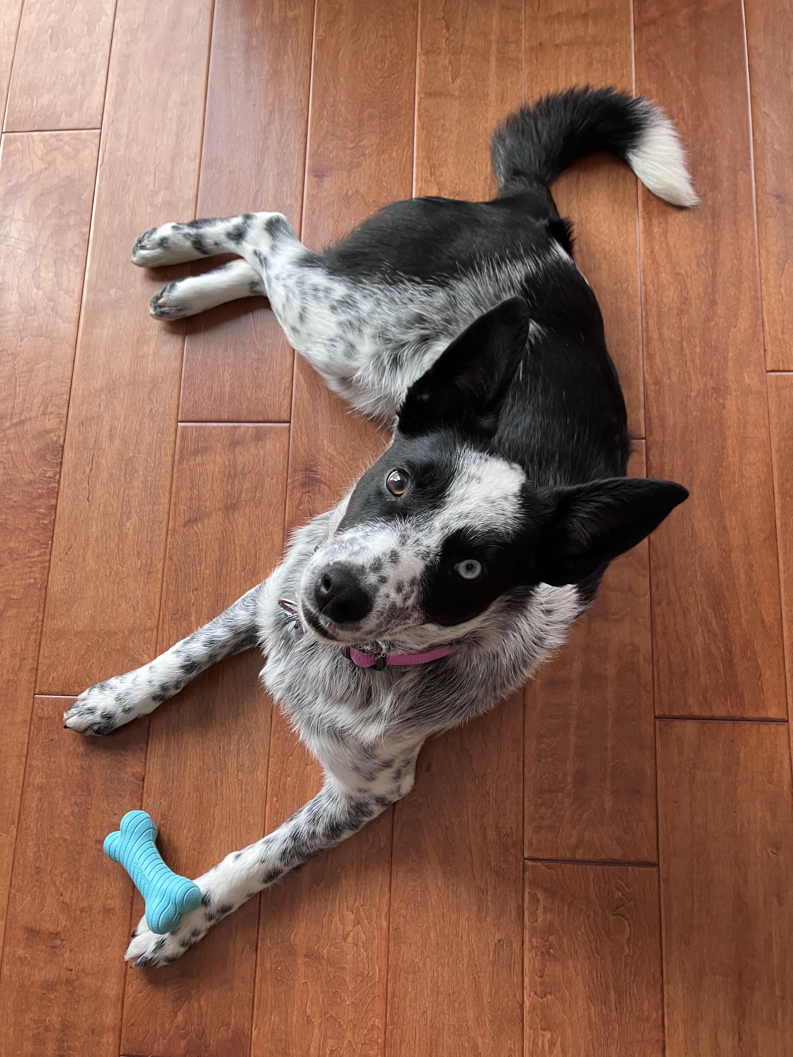 Pixel, a Adoptable mixed breed in New Albany, OH image 2/5