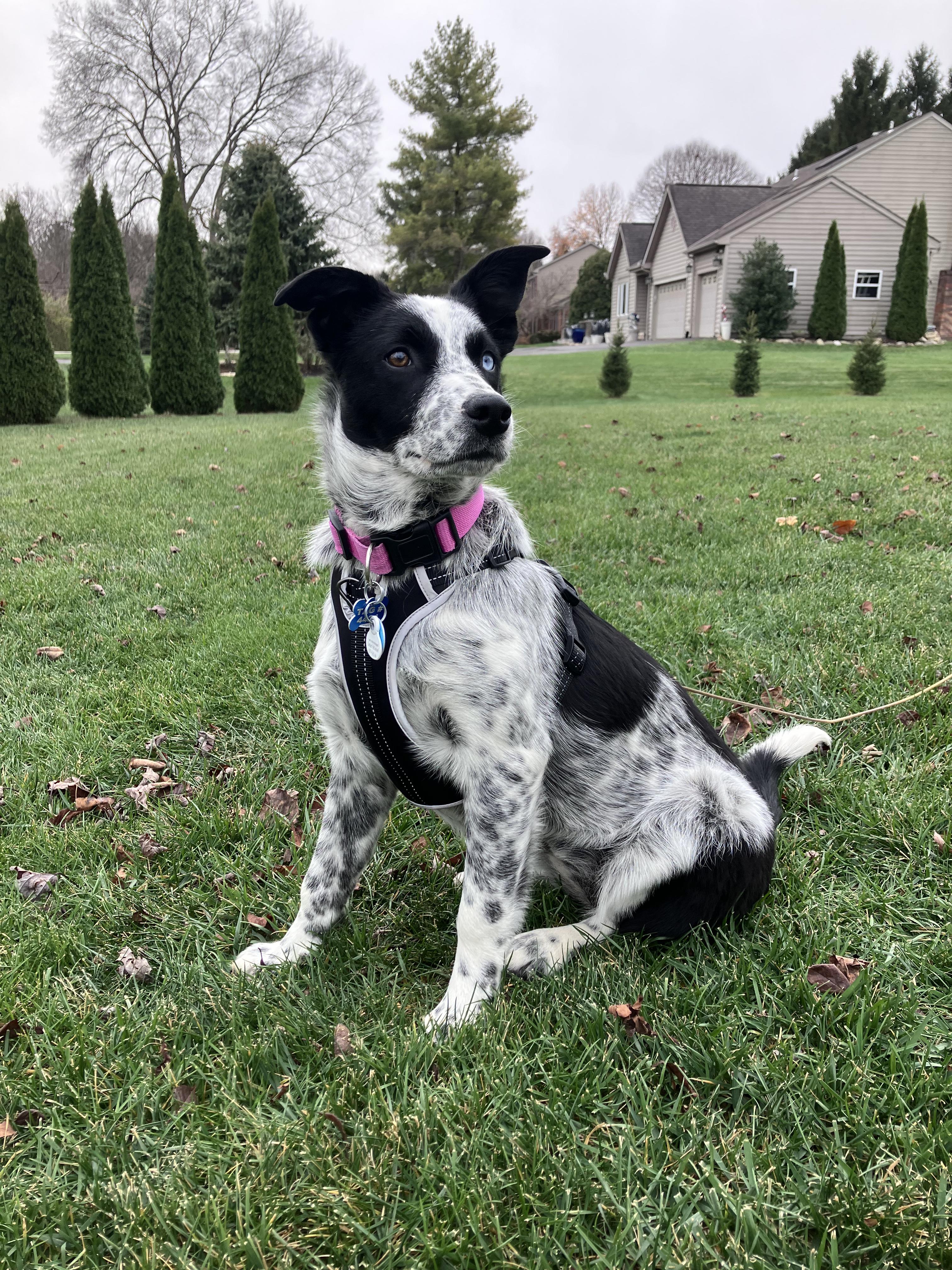 Pixel, a Adoptable mixed breed in New Albany, OH image 3/5