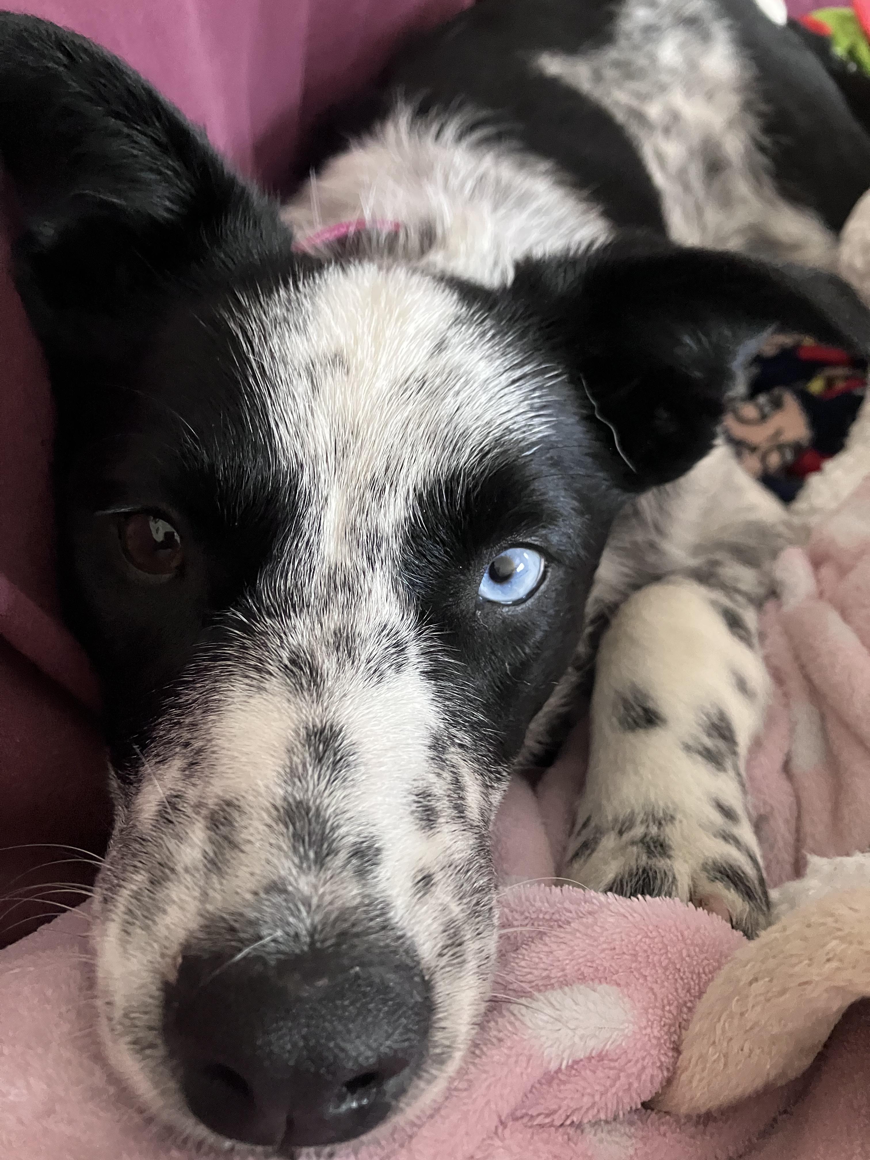 Pixel, a Adoptable mixed breed in New Albany, OH image 4/5