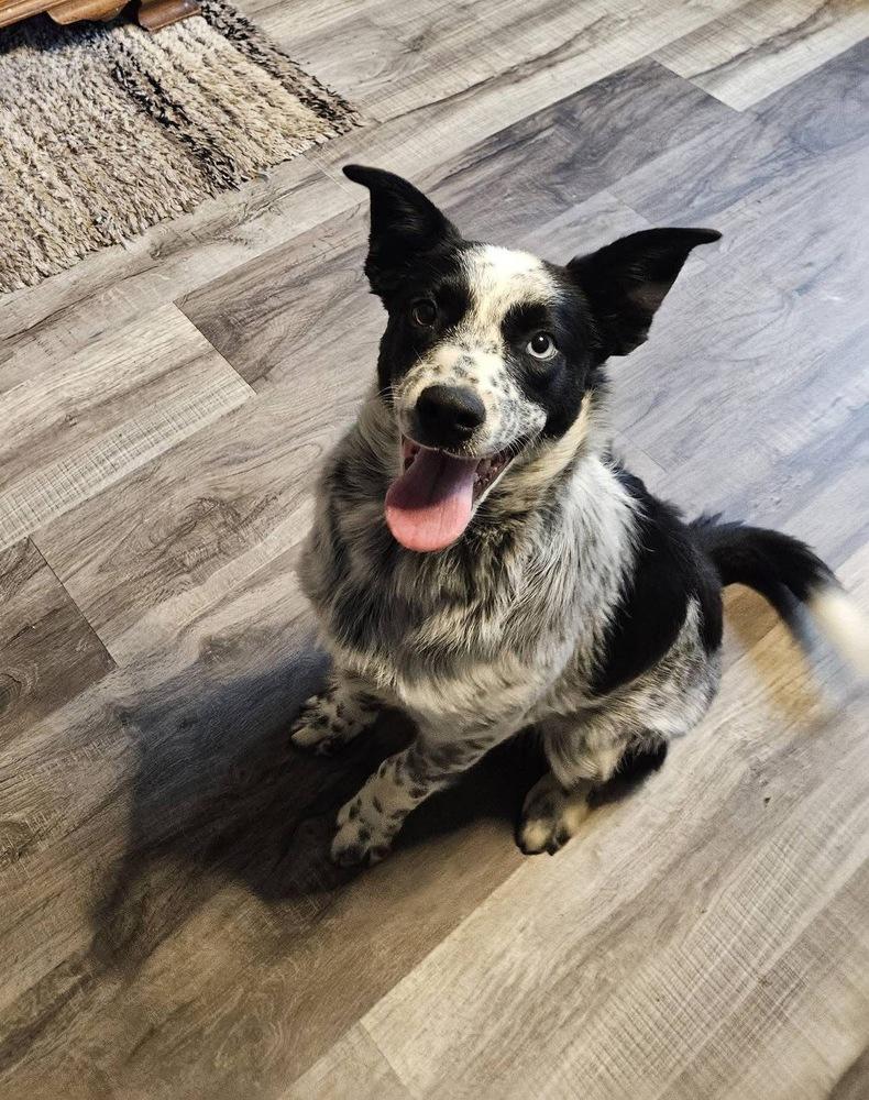 Pixel, a Adoptable mixed breed in New Albany, OH image 5/5