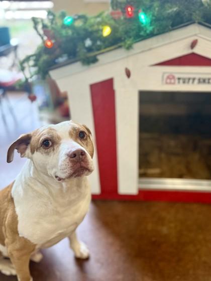 Enlarge Baxter, a Adoptable Mixed Breed in Independence, MO image 1/3