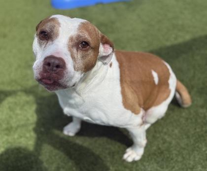 Enlarge Baxter, a Adoptable Mixed Breed in Independence, MO image 3/3