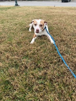 Enlarge Baxter, a Adoptable Mixed Breed in Independence, MO image 3/3