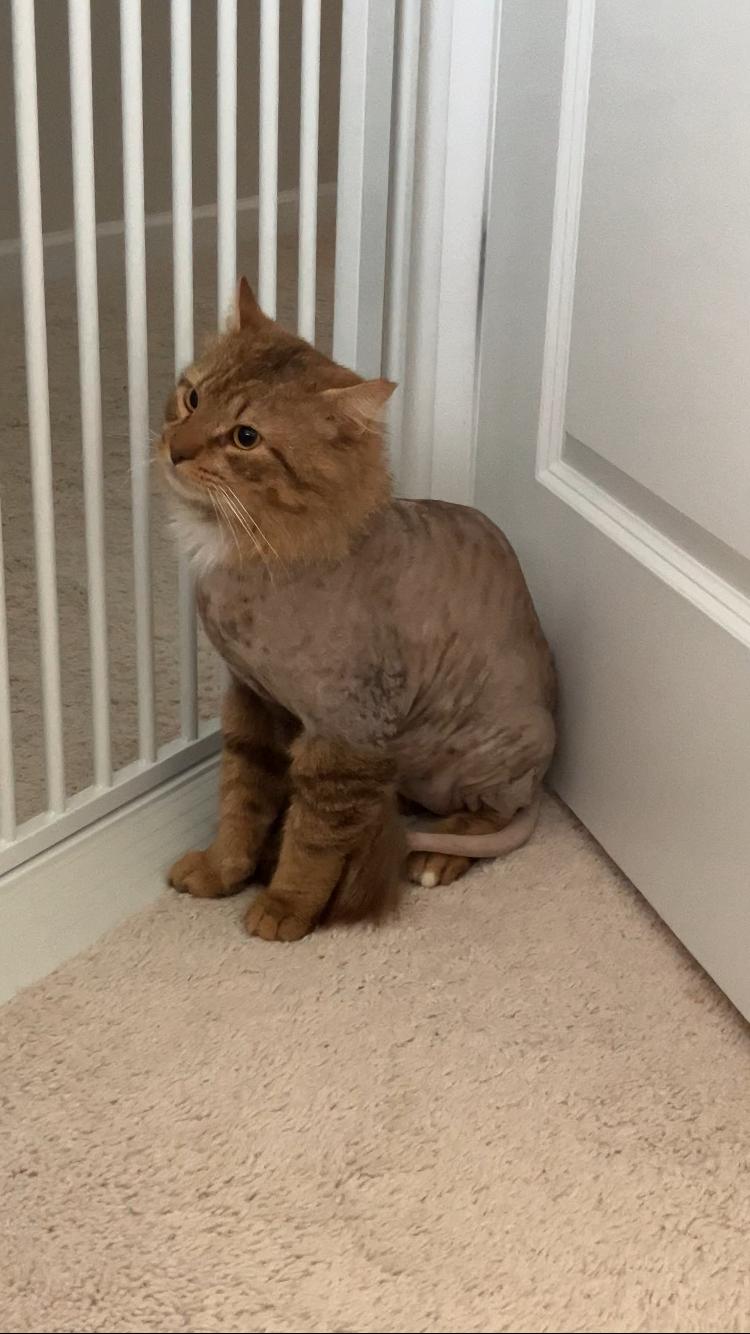 Mr Snuggles, a Adoptable Domestic Long Hair in Charlotte, NC image 4/5