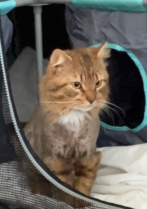 Mr Snuggles, a Adoptable Domestic Long Hair in Charlotte, NC image 3/5