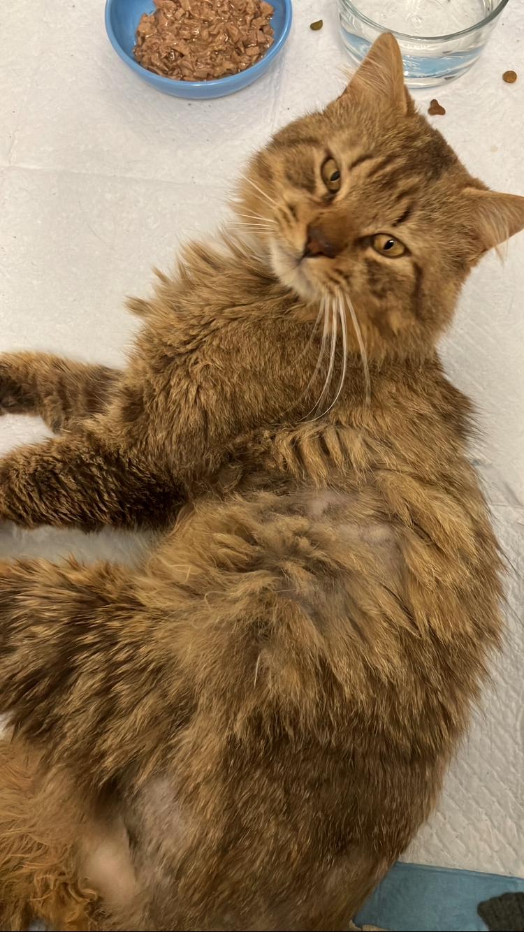 Mr Snuggles, Adoptable, Adult Male Domestic Long Hair.