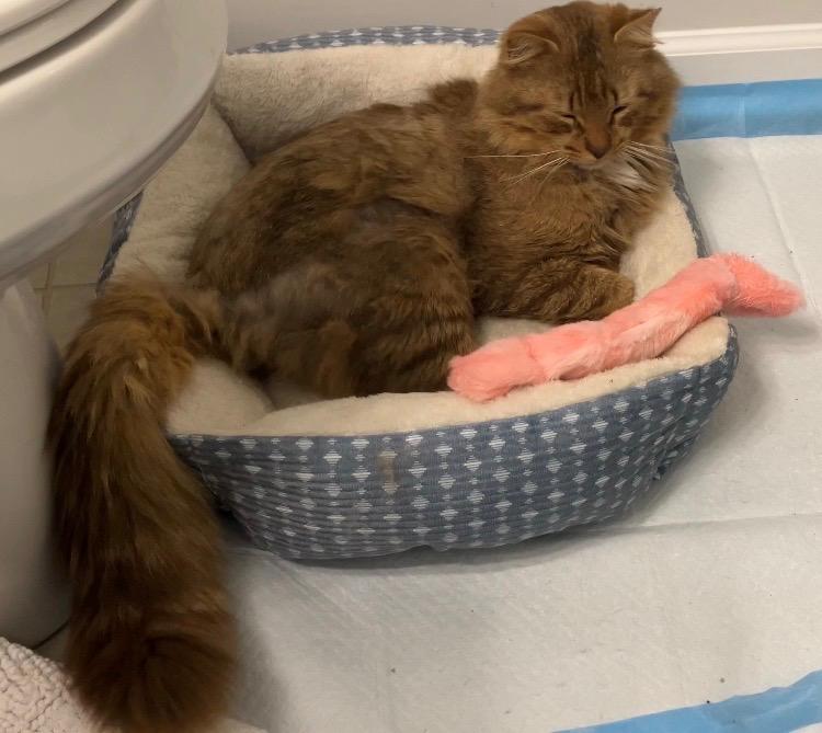 Mr Snuggles, a Adoptable Domestic Long Hair in Charlotte, NC image 5/5