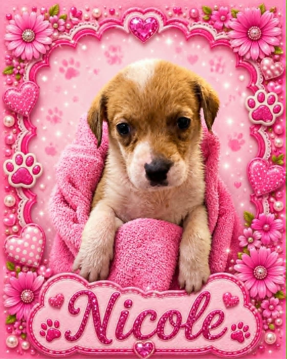 Nicole, ADOPTABLE, Puppy Female Australian Cattle Dog / Blue Heeler.
