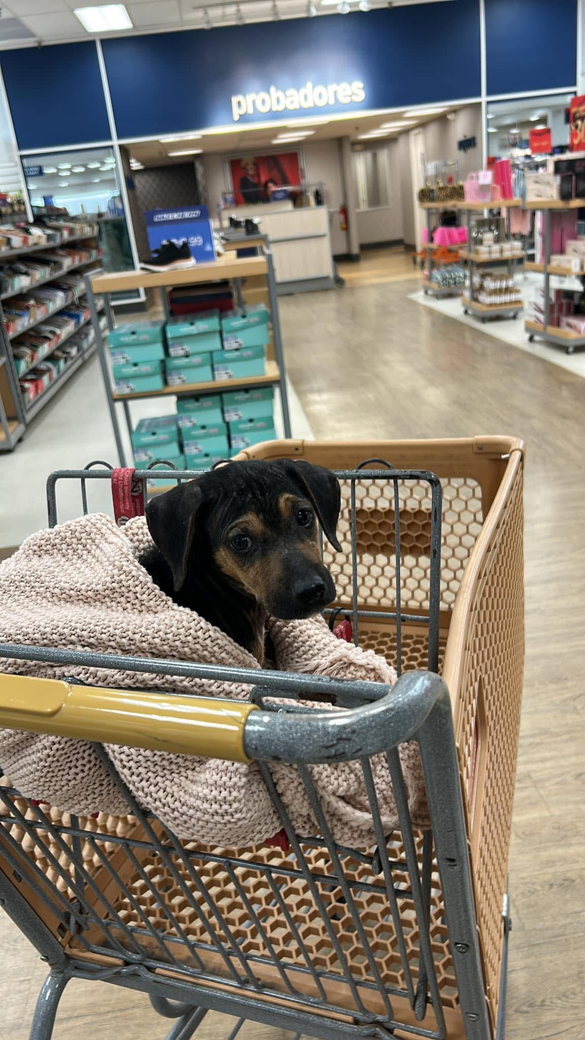 Enlarge Toby, a Adopted mixed breed in Littleton, CO image 3/6