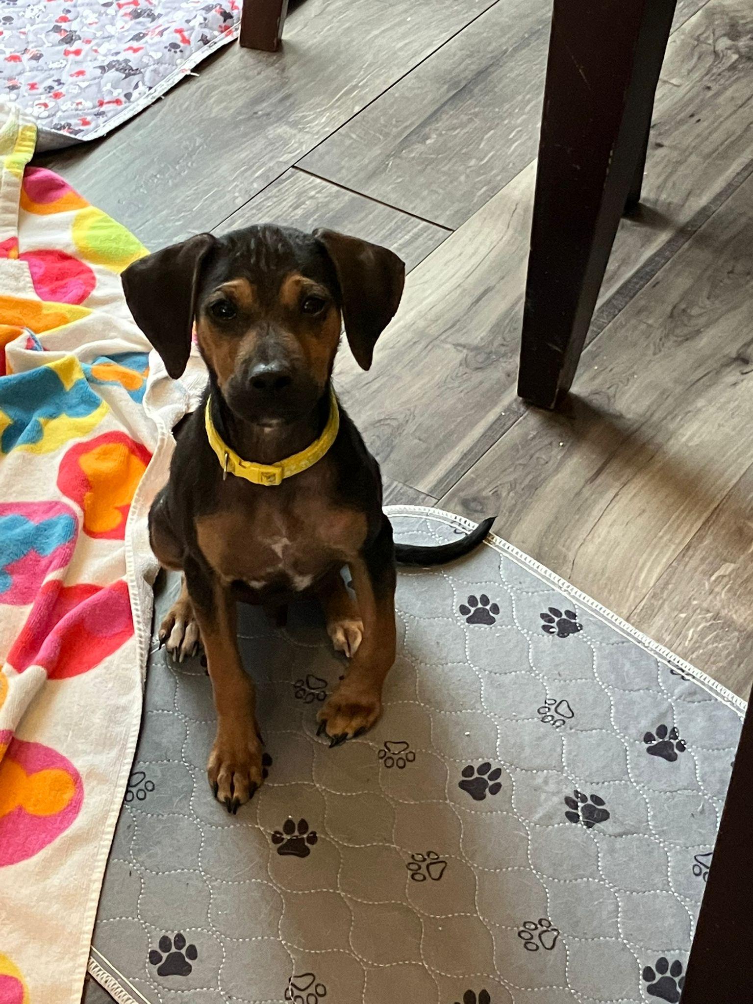 Enlarge Toby, a Adopted mixed breed in Littleton, CO image 5/6
