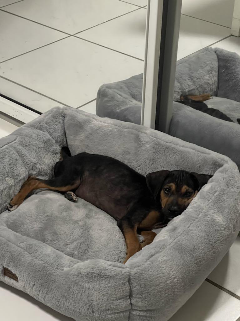 Enlarge Toby, a Adopted mixed breed in Littleton, CO image 6/6