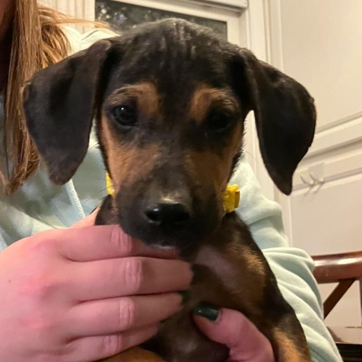 Toby, Adopted, Puppy Male Labrador Retriever.