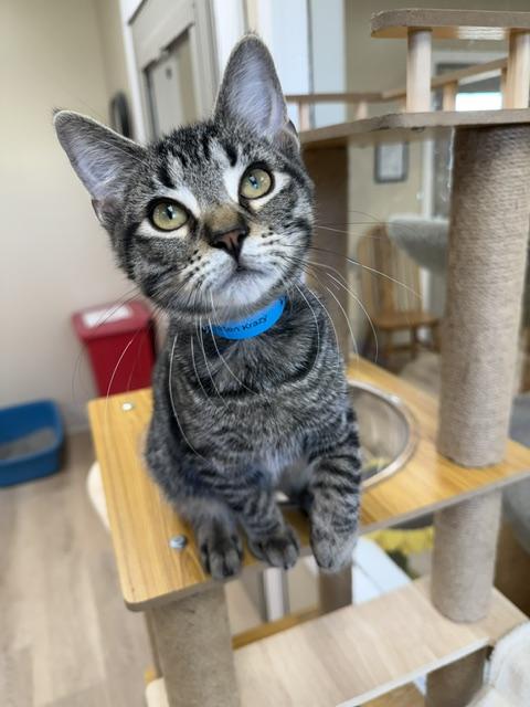 Lancelot, Adopted, Kitten Male Domestic Short Hair.