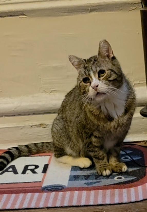 Enlarge Lenny, a ADOPTABLE Domestic Short Hair in Brooklyn, NY image 1/1