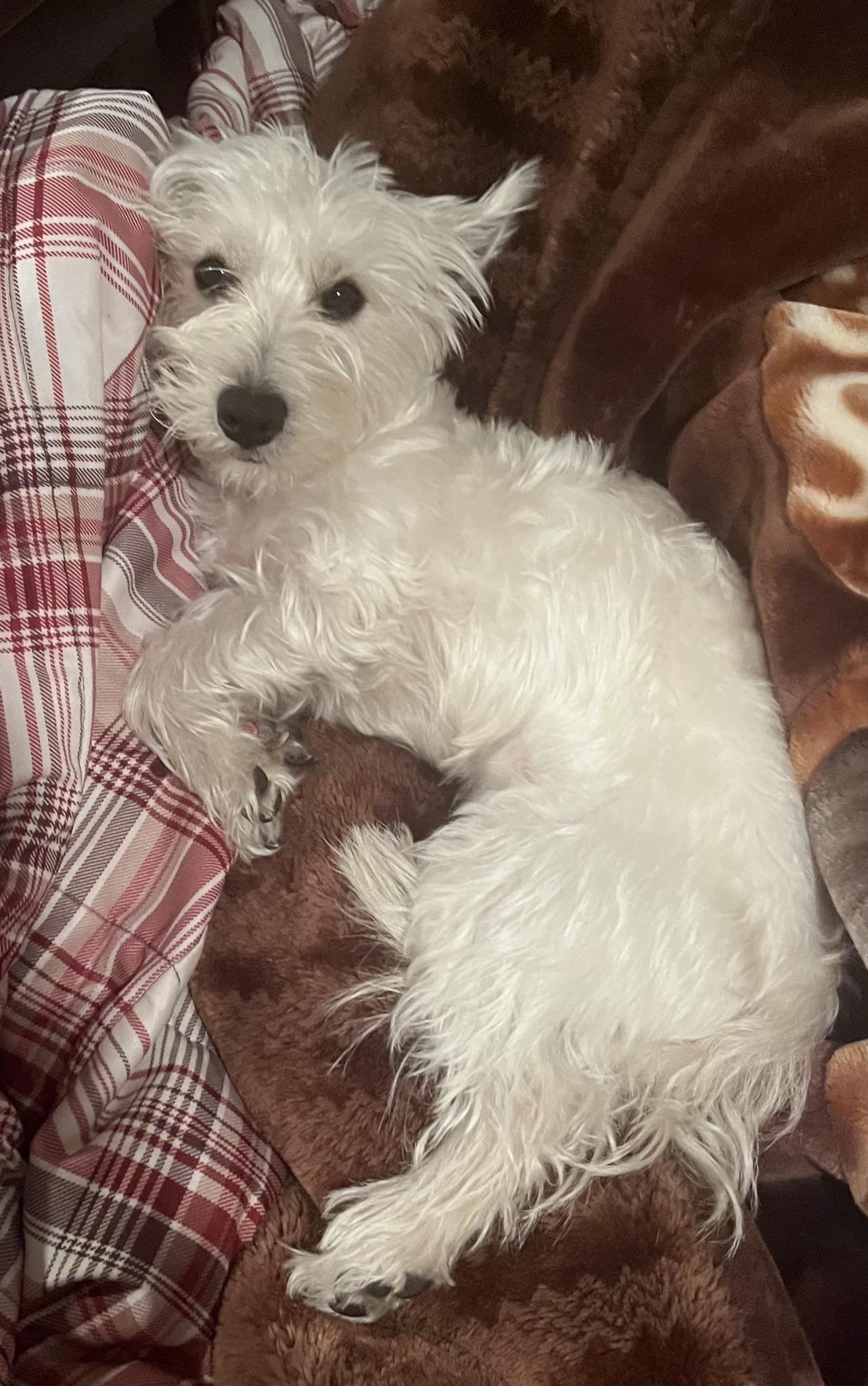 LAMBEAU - GORGEOUS YOUNG WESTIE JUST NORTH OF THE "CHEESE CURTAIN"!, Adoptable, Adult Male West Highland White Terrier / Westie.