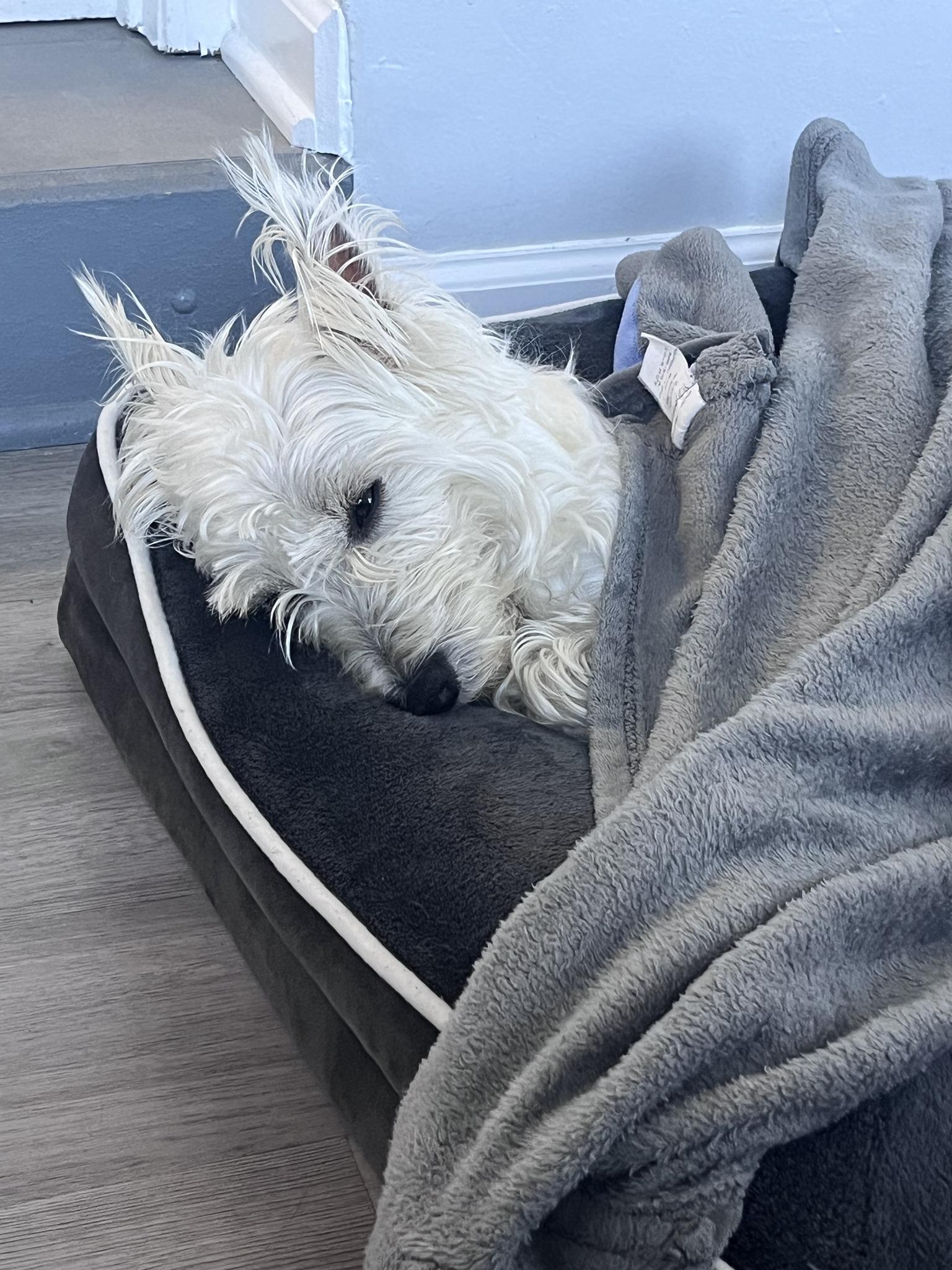 Enlarge LAMBEAU - GORGEOUS YOUNG WESTIE JUST NORTH OF THE "CHEESE CURTAIN"!, a Adoptable West Highland White Terrier / Westie in Chicago, IL image 4/6