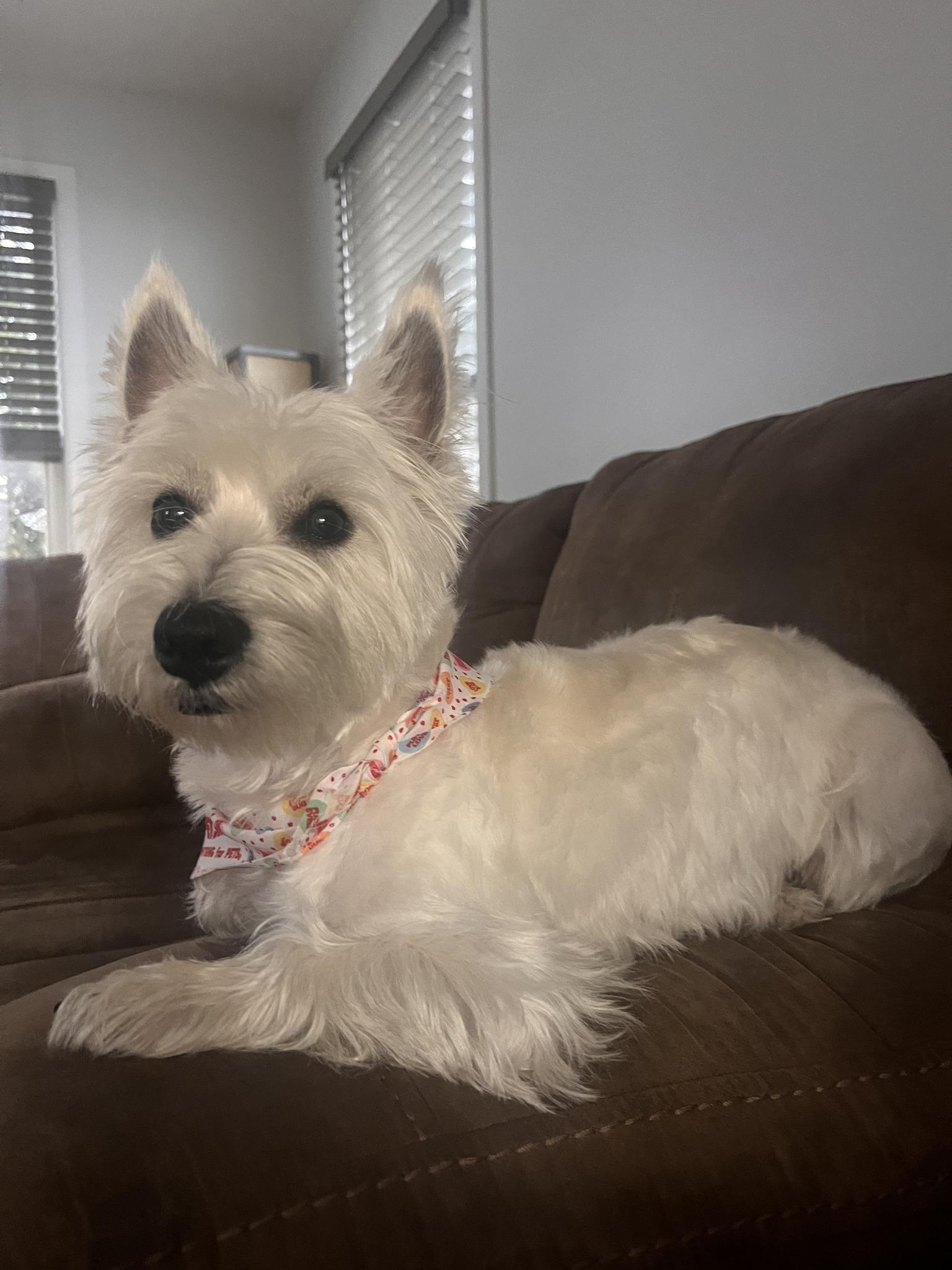 Enlarge LAMBEAU - GORGEOUS YOUNG WESTIE JUST NORTH OF THE "CHEESE CURTAIN"!, a Adoptable West Highland White Terrier / Westie in Chicago, IL image 2/6