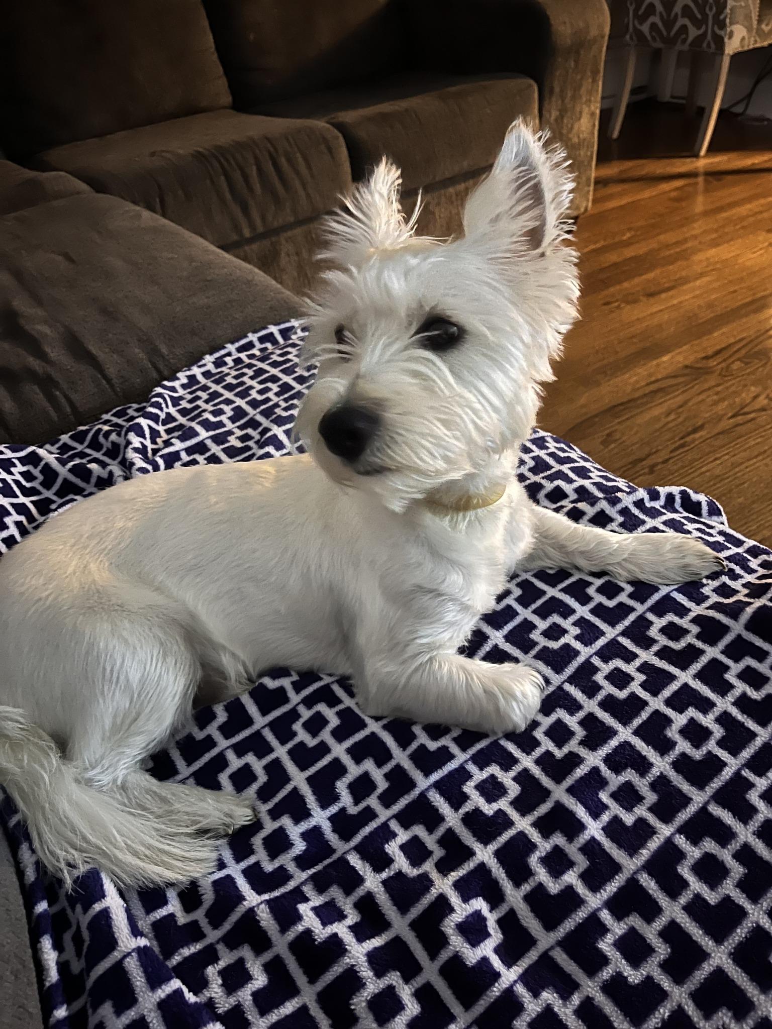 Enlarge LAMBEAU - GORGEOUS YOUNG WESTIE JUST NORTH OF THE "CHEESE CURTAIN"!, a Adoptable West Highland White Terrier / Westie in Chicago, IL image 3/6