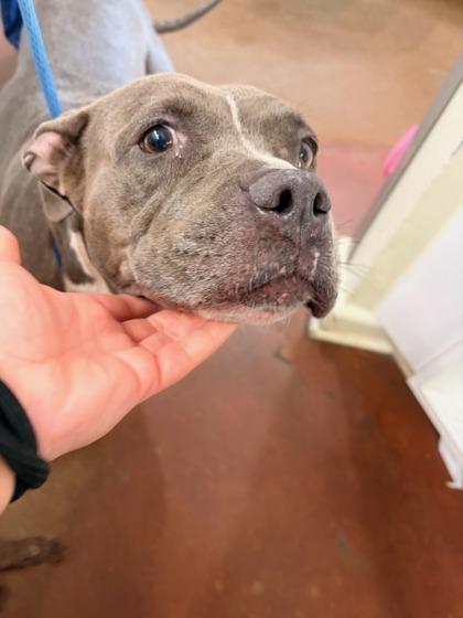 Enlarge Roxie, a Adoptable mixed breed in New Orleans, LA image 1/2
