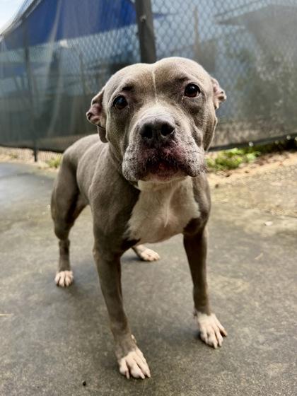 Enlarge Roxie, a Adoptable mixed breed in New Orleans, LA image 2/2