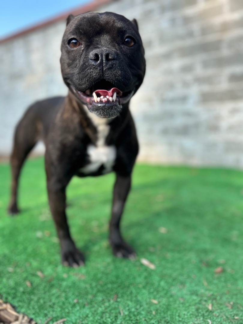 Bella, Adopted, Adult Female American Staffordshire Terrier & French Bulldog.