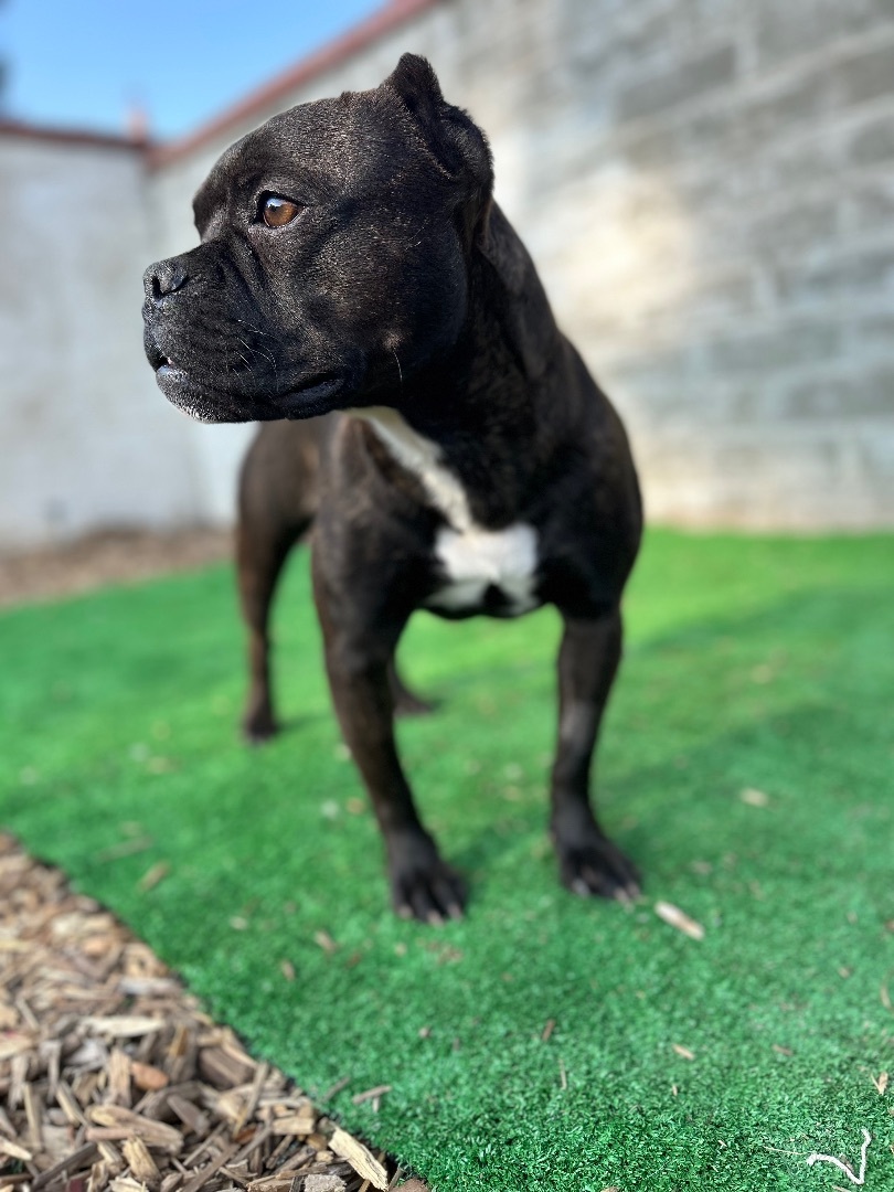 Bella, a Adopted mixed breed in Seattle , WA image 2/12