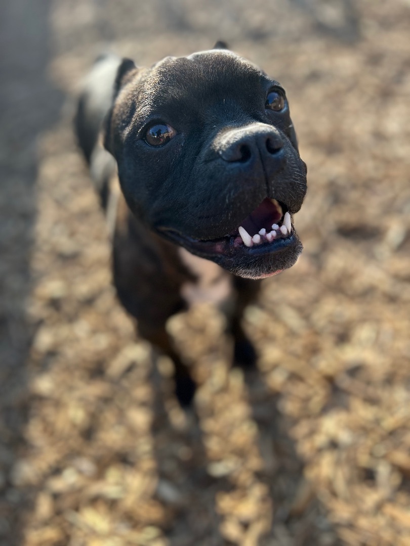 Bella, a Adopted mixed breed in Seattle , WA image 3/12