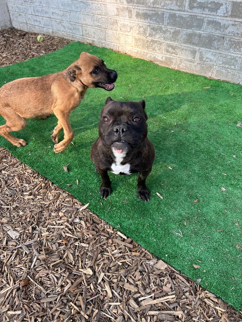 Bella, a Adopted mixed breed in Seattle , WA image 4/12