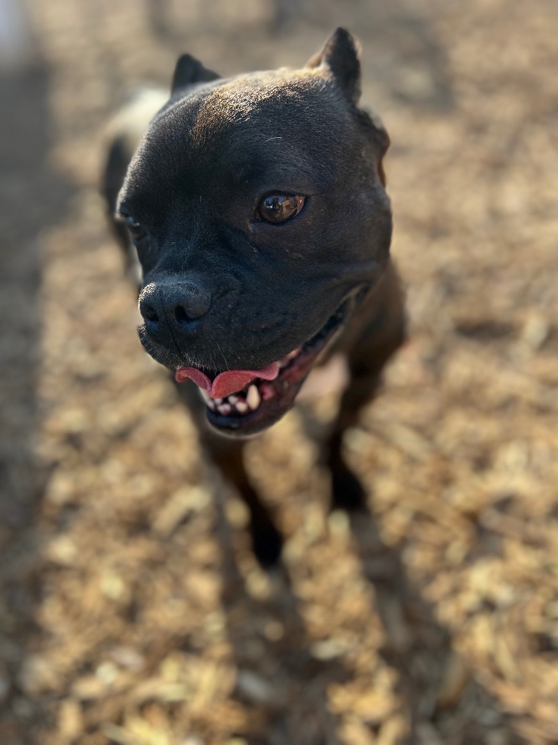 Bella, a Adopted mixed breed in Seattle , WA image 5/12