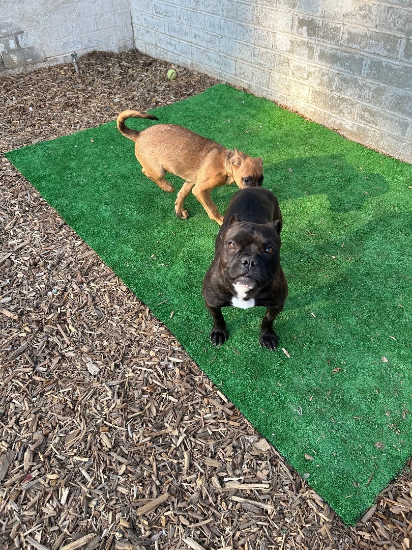 Bella, a Adopted mixed breed in Seattle , WA image 6/12