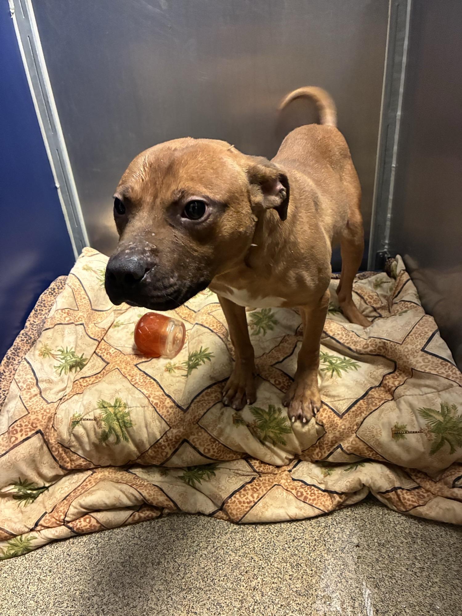 Enlarge Grogu , a ADOPTABLE mixed breed in Blue Springs, MO image 1/1