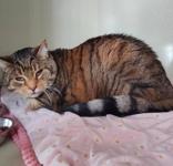 Enlarge Rascal, a ADOPTABLE Domestic Short Hair in Waterdown, ON image 1/1
