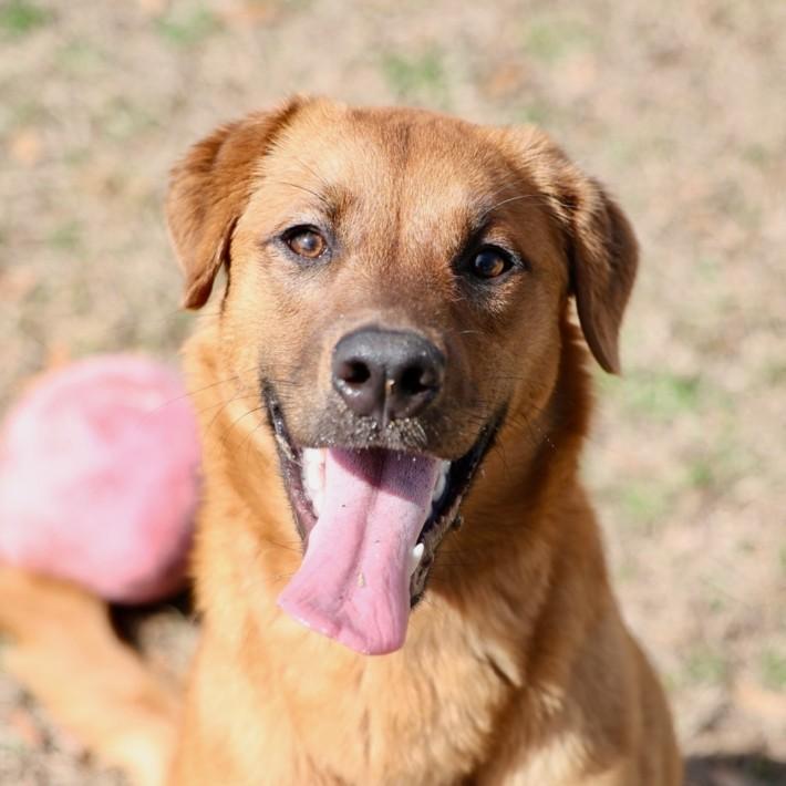 A515553, Adoptable, Young Female Labrador Retriever & Mixed Breed.