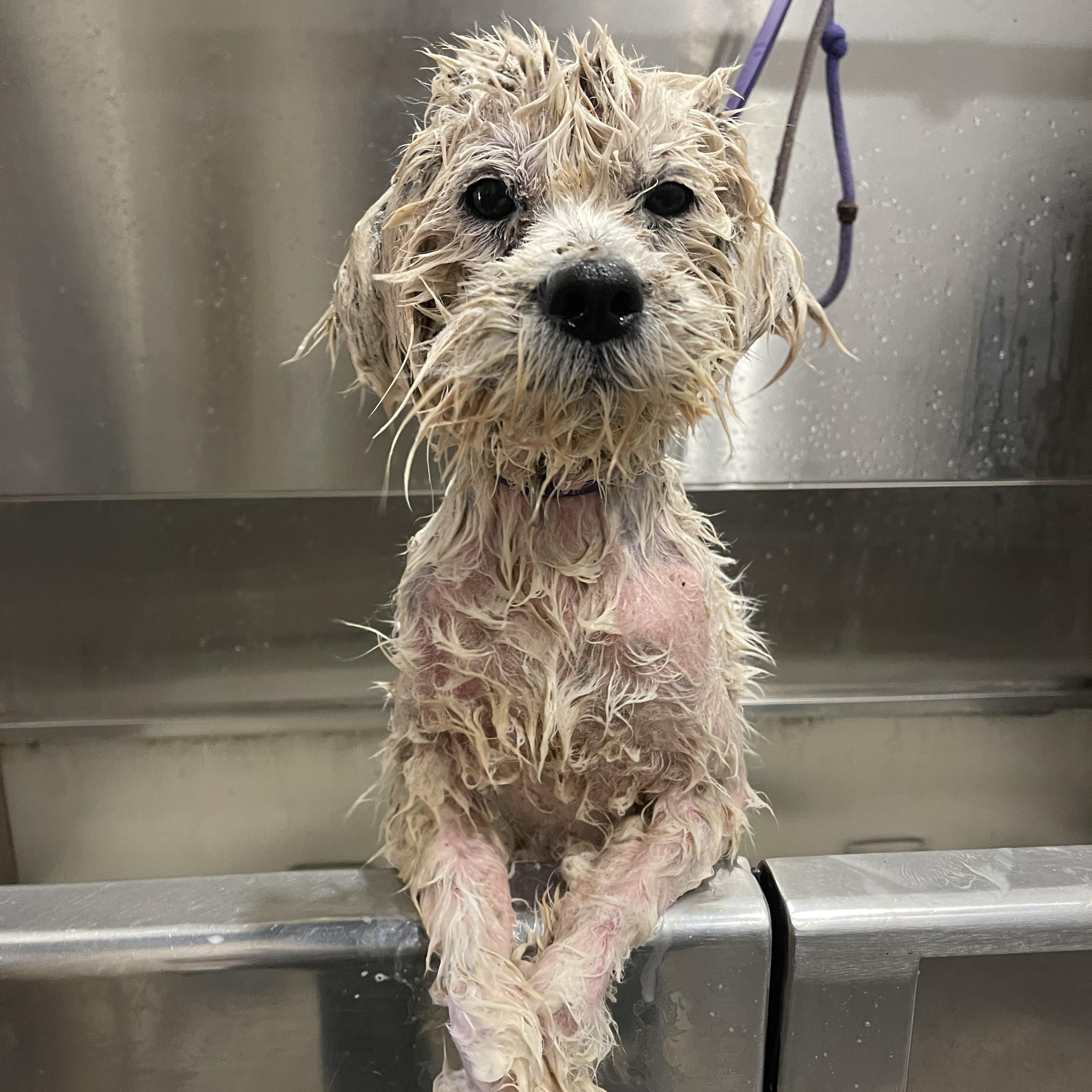 Enlarge Hendrix , an adopted mixed breed in Baton Rouge, LA image 3/3