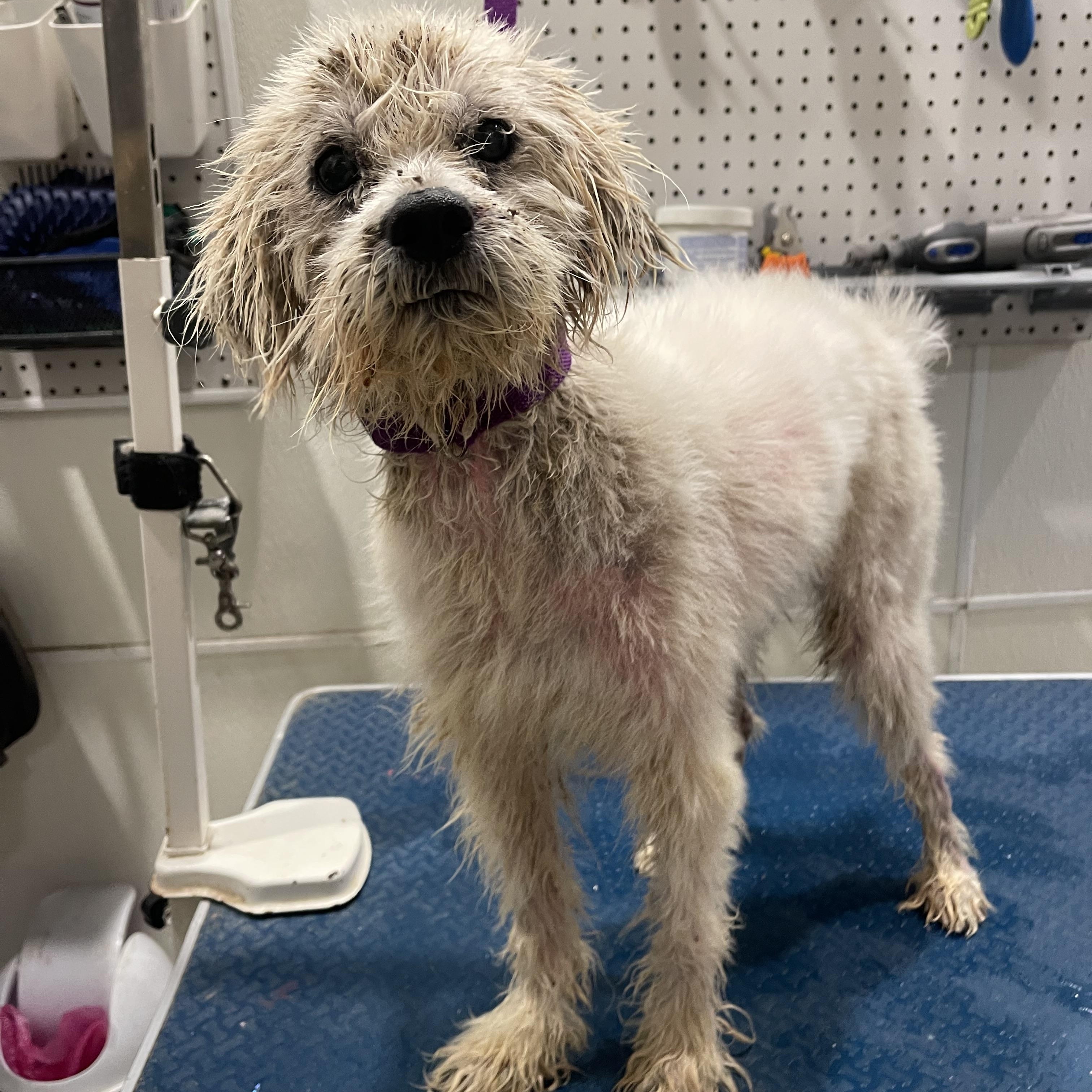 Enlarge Hendrix , an adopted mixed breed in Baton Rouge, LA image 2/3