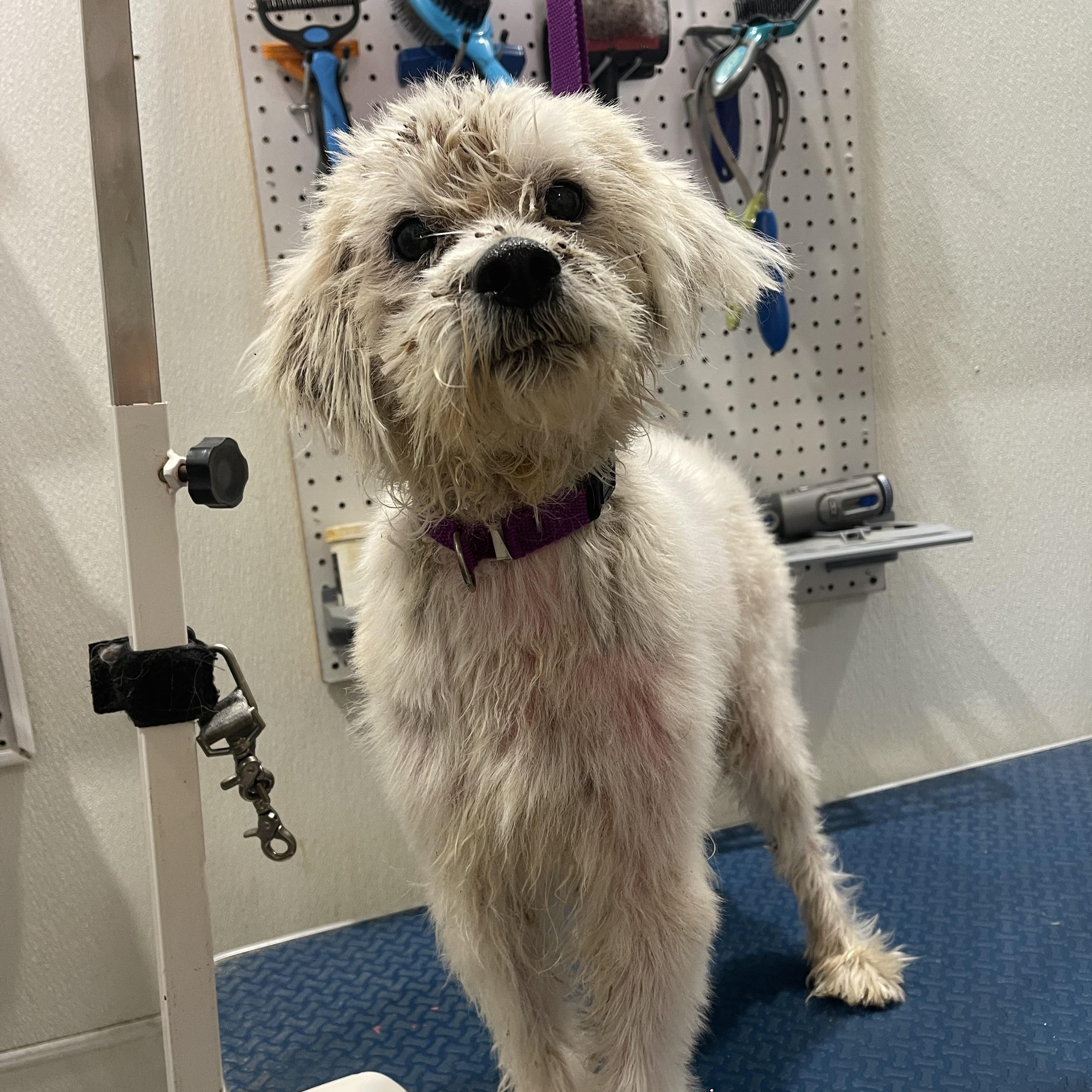 Enlarge Hendrix , an adopted mixed breed in Baton Rouge, LA image 1/3